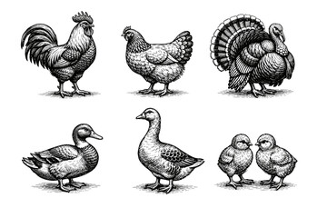Fototapeta premium Vintage poultry engraving set, antique farm birds and chicken sketches in woodcut style