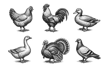 Obraz premium Vintage poultry engraving set, antique farm birds and chicken sketches in woodcut style
