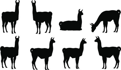 Black silhouette llama illustrations in diverse poses including standing, sitting, and grazing, ideal for wildlife art, educational projects, South American fauna themes, and stock design   © MdAzizulHaque