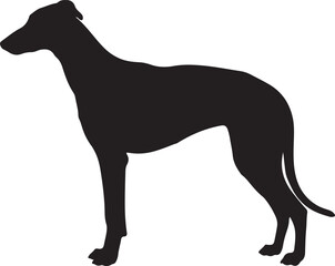 Fototapeta premium Greyhound Dog on white background.