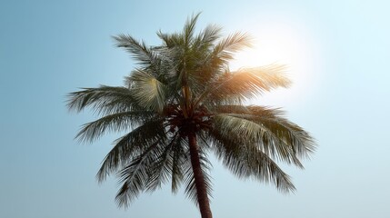 Obraz premium Lush Green Palm Tree Against Clear Blue Sky with Sunlight Shining Brightly, Perfect for Tropical and Relaxing Vibe Imagery in Summer