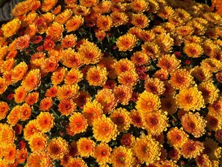 Yellow orange chrysanthemum flowers in garden.