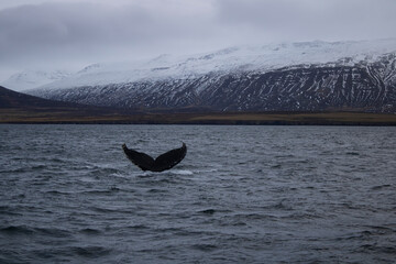 Fototapeta premium whale tail in the water in the mountains
