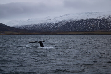 Naklejka premium whale tail in the water