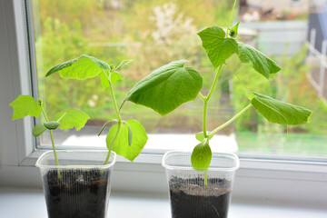 Young cucumber seedlings growing on a windowsill in a cottage copy space