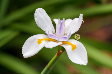 Fototapeta premium Detailed macro shot of a single white Dietes flower showcasing its intricate yellow and purple patterns against a soft green backdrop.