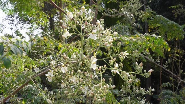 Flowering moringa plant with delicate white blossoms