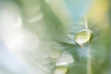 The abstract image of dewdrops on a leaf in the morning symbolizes the life and power of nature, reflecting light with a beautiful, sparkling brilliance. © noppadon