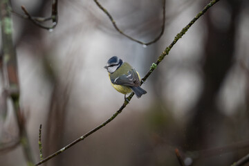 Die Blaumeise © Mischa