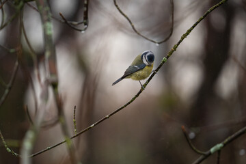 Die Blaumeise © Mischa