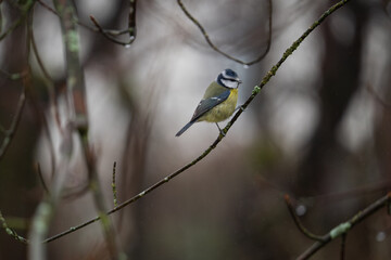 Die Blaumeise © Mischa