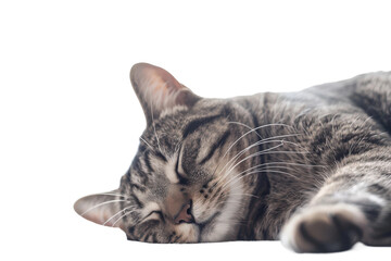 Naklejka premium Gray striped cat peacefully sleeping curled up on soft surface
