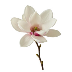 Obraz premium A single white magnolia flower with a pink center on a thin brown stem isolated on transparent background