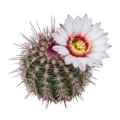 A close-up view of a cactus flower with white petals and a vibrant yellow center. isolated on transparent background