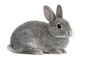 Gray bunny sitting on isolated transparent background, fluffy pet rabbit looking cute and small, mammal animal