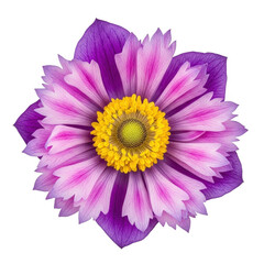 A vibrant and delicate purple flower with a yellow center, showcasing nature's beauty. isolated on transparent background