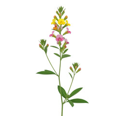 A vibrant bouquet of flowers with yellow, pink, and white petals isolated on transparent background