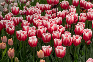 Keukenhof, Netherlands, April 04 2018: A vibrant display of red and pink tulips, showcasing the beauty of spring in full bloom