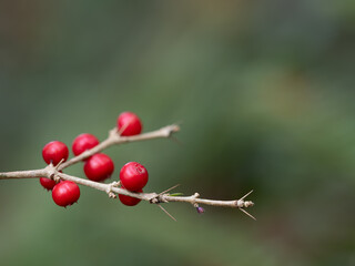 オオアリドオシの赤い果実