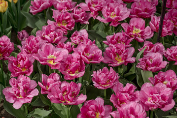 Fototapeta premium Keukenhof, Netherlands, April 04 2018: A vibrant display of pink tulips in full bloom, showcasing natures beauty in a stunning garden setting