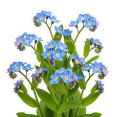 A vibrant bouquet of blue flowers with green stems and leaves isolated on transparent background
