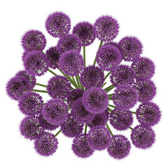 A vibrant cluster of purple allium flowers in full bloom against a white background isolated on transparent background