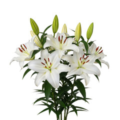 A beautiful bouquet of white lilies with green stems and leaves isolated on transparent background