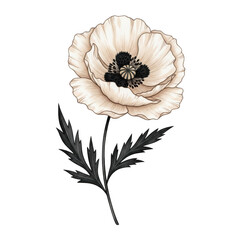 Delicate white flower with a dark center and green leaves on a white background isolated on transparent background