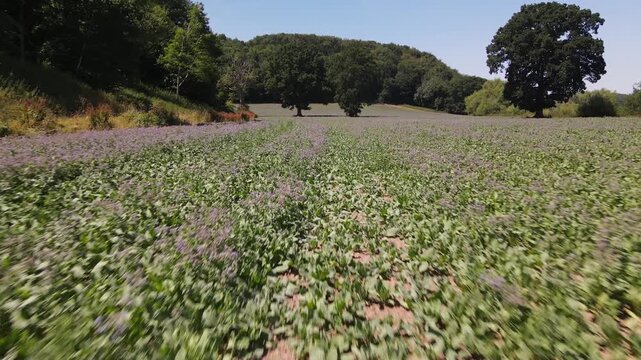Smooth cinematic drone shot flying low over a flowering meadow in the Welsh countryside. Calm summer landscape with borage flowers, ideal for nature, environment, agriculture, travel or background use