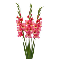 A vibrant bouquet of pink gladiolus flowers in full bloom isolated on transparent background