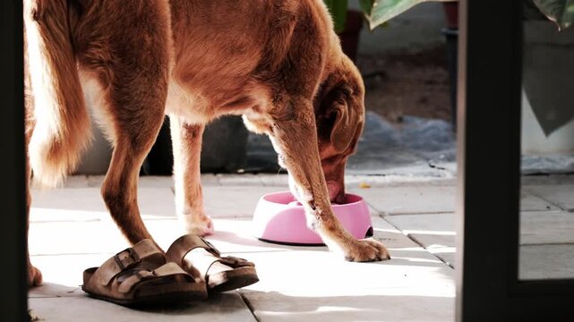 A large brown Labrador dog eating out of a pink bowl and drooling