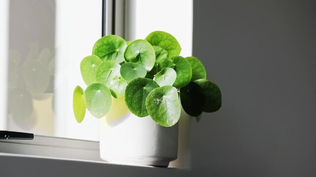 A beautiful money plant house plant on a window sill in a home