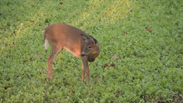 A close up view of a young whitetail fawn grazing calmly on fresh radish plants in a quiet fall food plot setting.