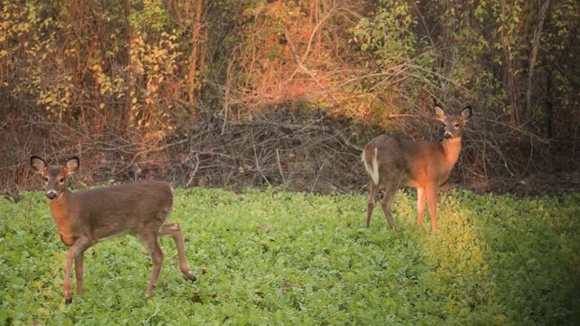 Two young whitetail fawns graze peacefully together on fresh radish plants in a quiet autumn food plot environment.