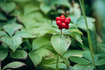 Obraz premium Bunchberry (Cornus canadensis) with bright red berries in forest near Saguenay, Quebec