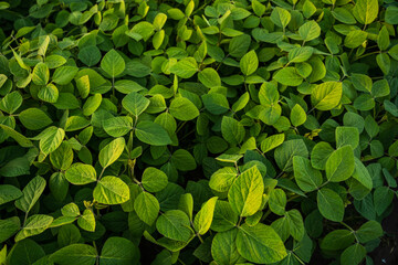 Fototapeta premium Growing fresh green soybean crop leaves showing healthy agriculture and organic food development in a rural farm field during summer for sustainable harvesting