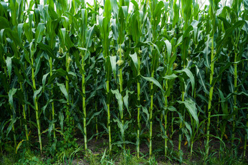 Fototapeta premium Lush corn plants growing vertically, filling a vast green agricultural field, showing steady crop development and a healthy summer harvest in warm natural daylight