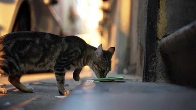 Street cat drinking milk on quiet urban street, small stray animal feeding, simple moment of daily street life.