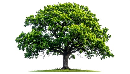 Obraz premium Majestic Oak Tree - A Vibrant Symbol of Natures Beauty.