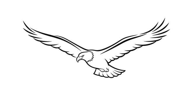 Black and White Eagle in Flight.