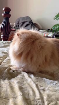 Fluffy adorable cream and orange Persian cat with a very flat face resting comfortably upon a textured patterned bedspread inside a softly lit domestic room environment