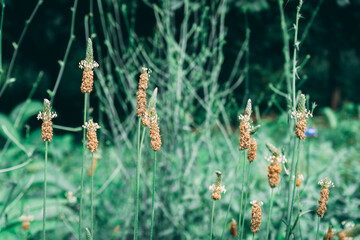 Nature view in a countryside rural garden.