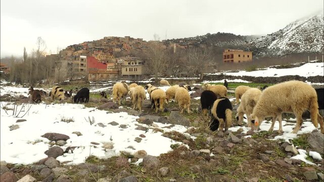 A flock or herd with snowy mountain and buildings in background. Imlil, Aroumd, Morocco
