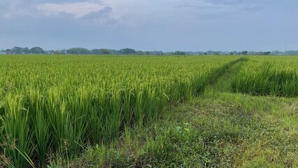 Obraz premium The expanse of lush green rice fields with a path in the middle and a cloudy sky in the background, depicts a natural rural atmosphere.
