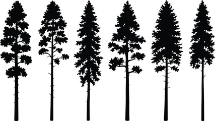 Silhouettes of tall coniferous trees, diverse forest shapes, natural evergreen outlines, botanical illustration for environmental design and forestry © Aminul
