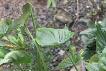 Obraz premium rain drops on a green leaf