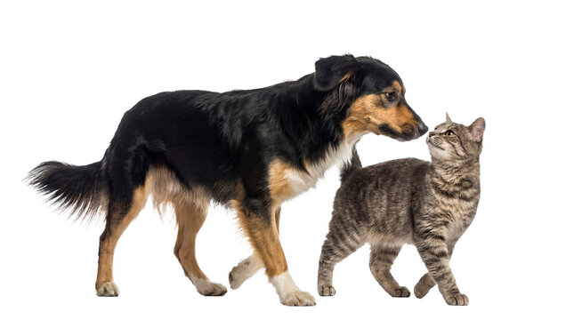 a border collie dog and a tabby cat interacting nose-to-nose with a transparent background. ideal for graphic design projects.