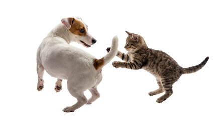 Obraz premium a dynamic studio photograph captures a jack russell terrier in mid-play with a curious tabby kitten against a clean white backdrop, highlighting animal interaction.