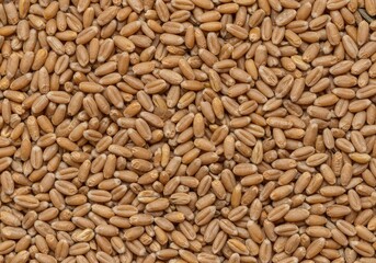 A close up abstract view of uniform dried wheat kernels spread out creating a seamless texture and earthy blank background ,organic ,yellow ,raw