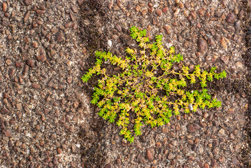 Small Green Plant Growing Through Gravel Surface